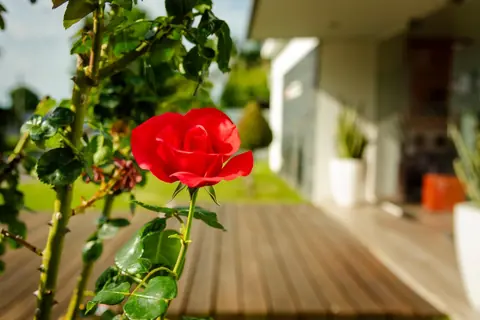 Área de estudio del local The English Rose